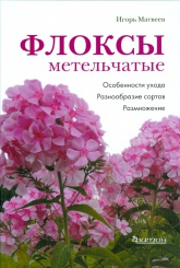 Флоксы метельчатые